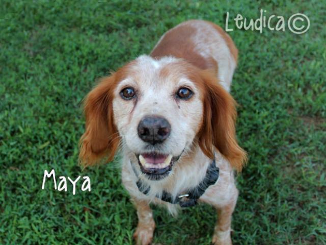 Maya